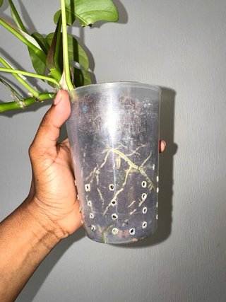 Rhaphidophora Tetrasperma Planta