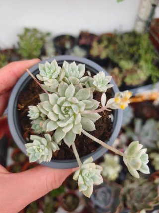 Echeveria prolífica variegada 9cm