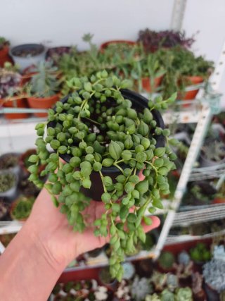Senecio rowleyanus 10.5cm