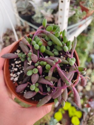 Othona capensis 10.5cm
