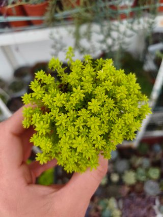 Sedum tokio 5.5cm