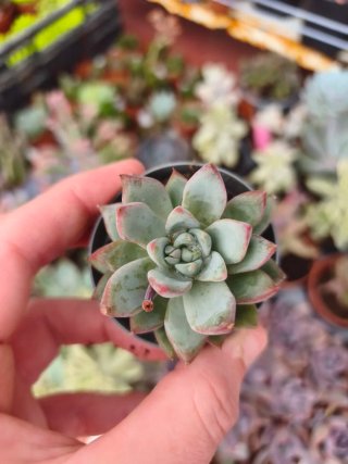 Echeveria 5.5cm