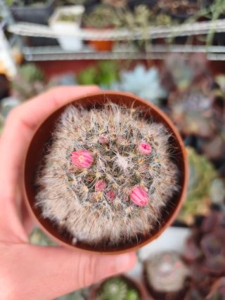 Cactus 8.5cm