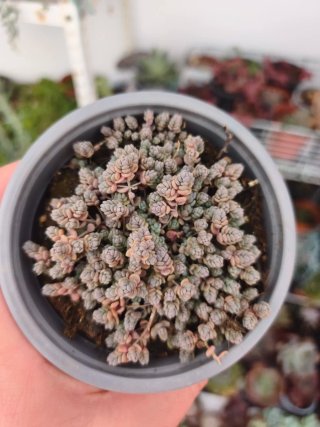 Sedum dasiphillum minor 10.5cm