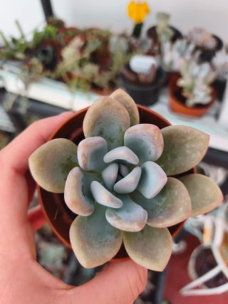 Graptoveria opalina 8.5cm