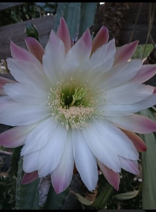 Composizione di cactus in vaso