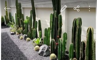 Composizione di cactus in vaso
