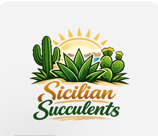 Composizione di cactus in vaso