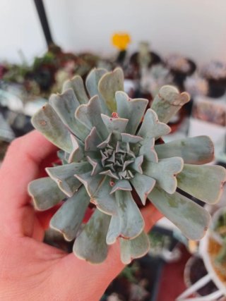 Echeveria 5.5cm