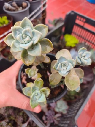 Graptopetalum victor kane 10.5cm