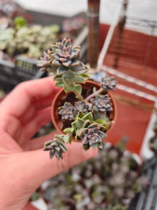 Sedeveria Pink granite 5.5cm