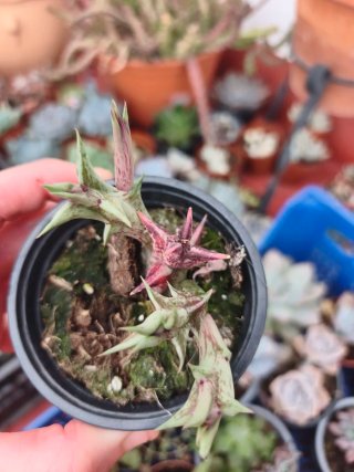 Huernia Alice 9cm