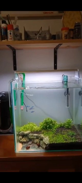 Acuario con plantas y peces