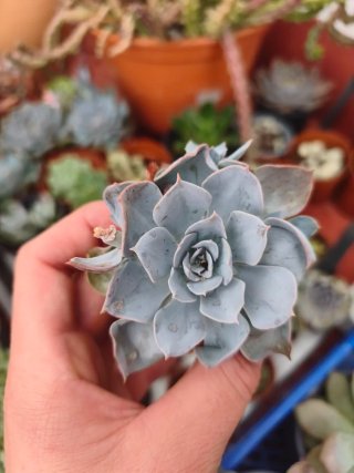 Echeveria 5.5cm