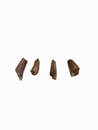 Dientes de Spinosaurio Fósiles