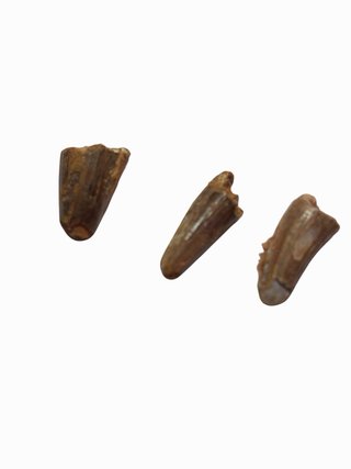 Dientes de Spinosaurio Fósiles