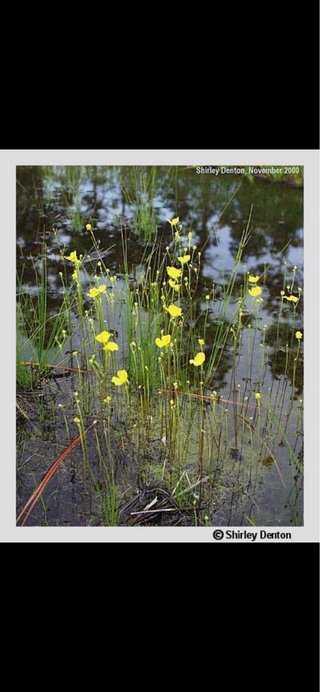 Utricularia Aurea planta acuática