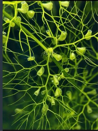 Utricularia Aurea planta acuática