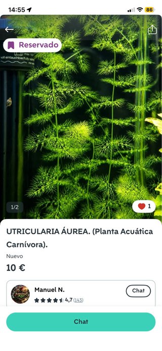 Utricularia Aurea planta acuática