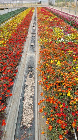 Set 6 Portulaca Miste - 8 Colori