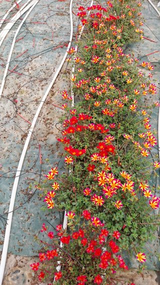 Set 6 Portulaca Miste - 8 Colori