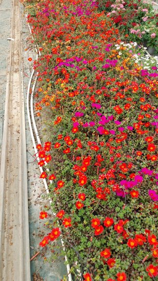 Set 6 Portulaca Miste - 8 Colori