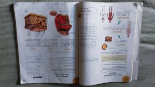 Natural Science, 6 Primary, Global Action