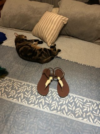 Chanclas marrones con pedrería dorada