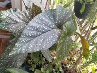 Begonia Ala de Ángel con manchas