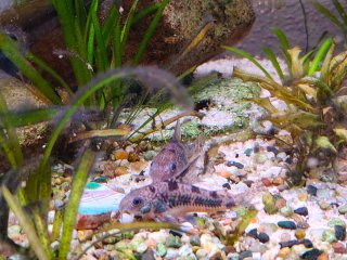 Acuario 100L con decoración