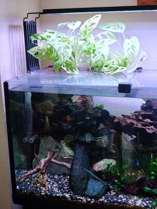 Acuario 100L con decoración