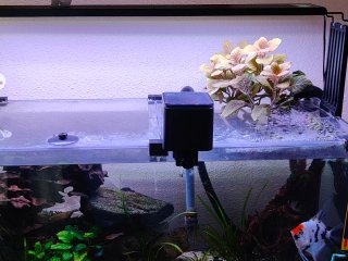 Acuario 100L con decoración