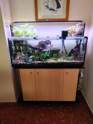 Acuario 100L con decoración