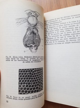 La vida de las abejas. Karl von frisch