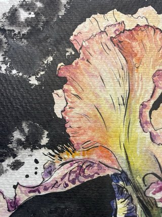 Pintura original Iris Germanica acuarela