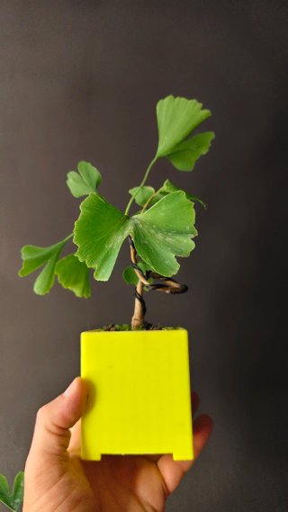Bonsái Ginkgo Biloba Shohin | Maceta PETG