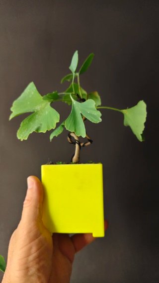 Bonsái Ginkgo Biloba Shohin | Maceta PETG