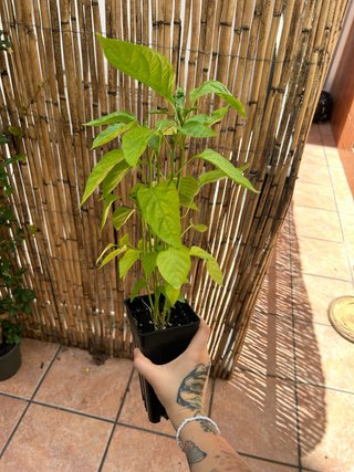 Planta de pimiento verde