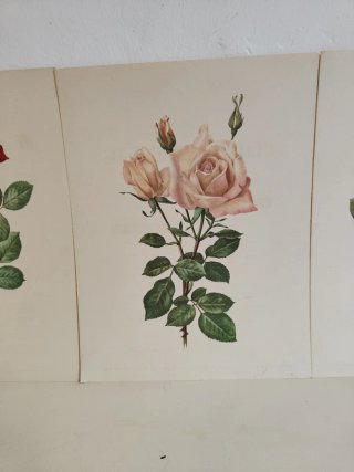 Láminas decorativas con ilustraciones de rosas.