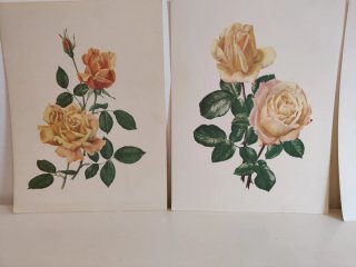 Láminas decorativas con ilustraciones de rosas.
