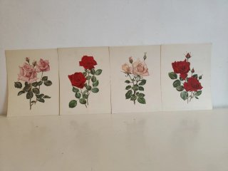 Láminas decorativas con ilustraciones de rosas.