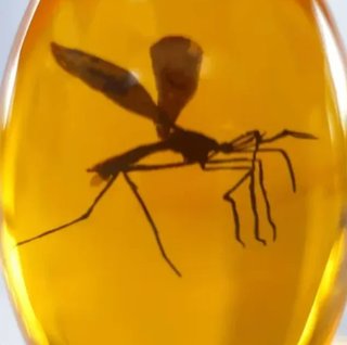 Ámbar Jurassic Park con Mosquito Réplica 3D