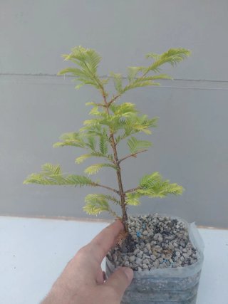 Bonsái Metasequoia