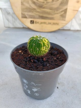Stenocactus multicostatus variegata #1