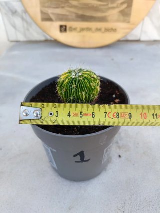 Stenocactus multicostatus variegata #1