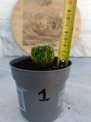 Stenocactus multicostatus variegata #1