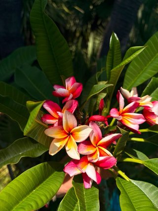Plumeria Flores Rosas y Amarillas
