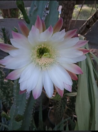 Tris di Cactus Cereus