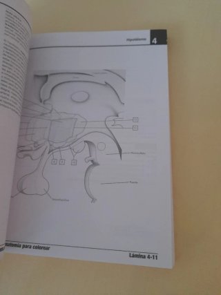 Netter. Cuaderno de anatomía para colorear