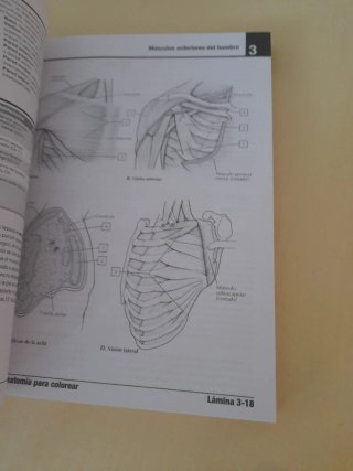 Netter. Cuaderno de anatomía para colorear